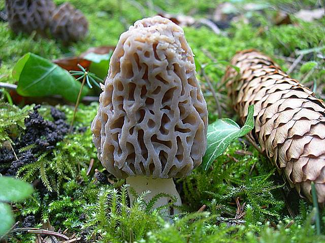 Le prime specie primaverili